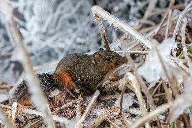 《以撒的结合：重生》庆祝10周年 免费在线更新即将发布